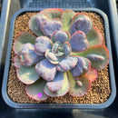 Echeveria 'Hearts Delight' 3"-4" Succulent Plant Cutting