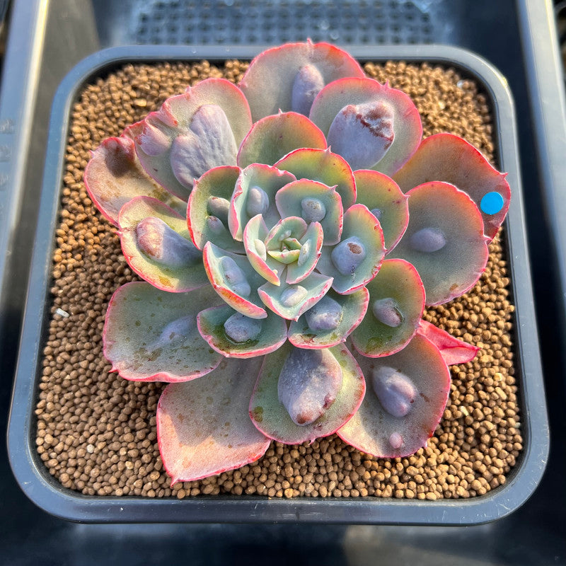 Echeveria 'Hearts Delight' 3"-4" Succulent Plant Cutting