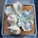 Echeveria 'White Speed Bump' 2"-3" Succulent Plant Cutting