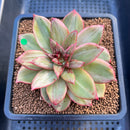 Echeveria 'Leopard' Variegated 3" Succulent Plant Cutting