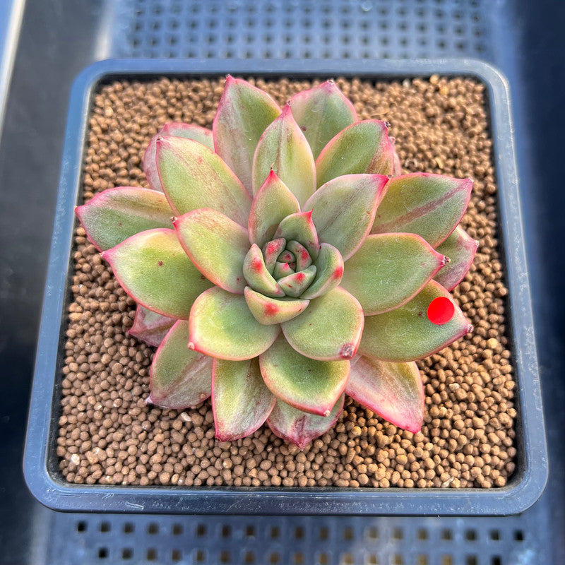 Echeveria 'Leopard' Variegated 3" Succulent Plant Cutting