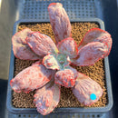 Echeveria 'Linguas' 3"-4" Succulent Plant Cutting