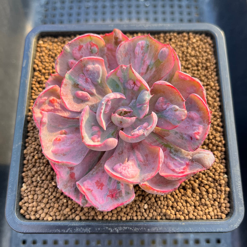 Echeveria 'Beyonce' Variegated 2"-3" Succulent Plant Cutting