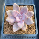 Graptopetalum sp. 2"-3" Succulent Plant Cutting