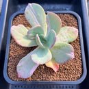 Echeveria 'Beserk' Variegated 3" Succulent Plant Cutting