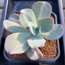 Echeveria 'Beserk' Variegated 4"-5" Succulent Plant Cutting