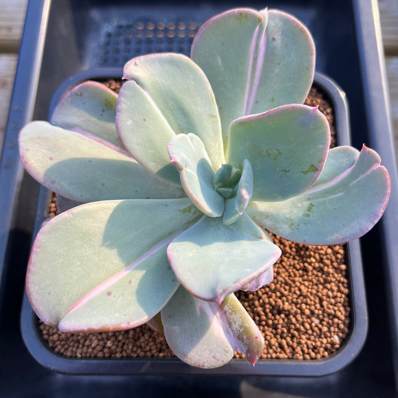 Echeveria 'Beserk' Variegated 4"-5" Succulent Plant Cutting