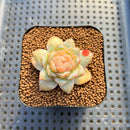 Echeveria 'Wonder' Selected Clone 2" Succulent Plant Cutting