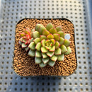 Echeveria 'Fireworks' 2" Succulent Plant Cutting