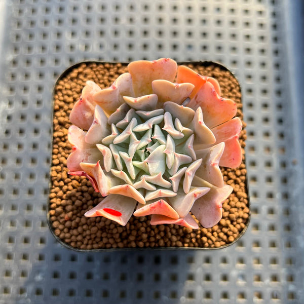 Echeveria 'Revolution' 2" Succulent Plant Cutting