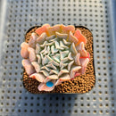 Echeveria 'Revolution' 2" Succulent Plant Cutting