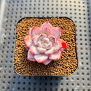 Echeveria 'Werther' 2" Succulent Plant Cutting