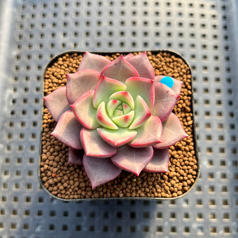 Echeveria 'Raphael' 2" Succulent Plant Cutting