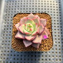 Echeveria 'Raphael' 2" Succulent Plant Cutting