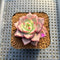 Echeveria 'Raphael' 2" Succulent Plant Cutting