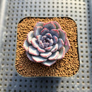 Echeveria 'Black Raccoon' 2" Succulent Plant Cutting