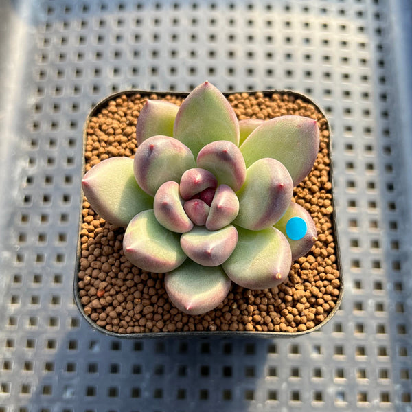 Echeveria 'Mirabelle' 2" New Hybrid Succulent Plant Cutting