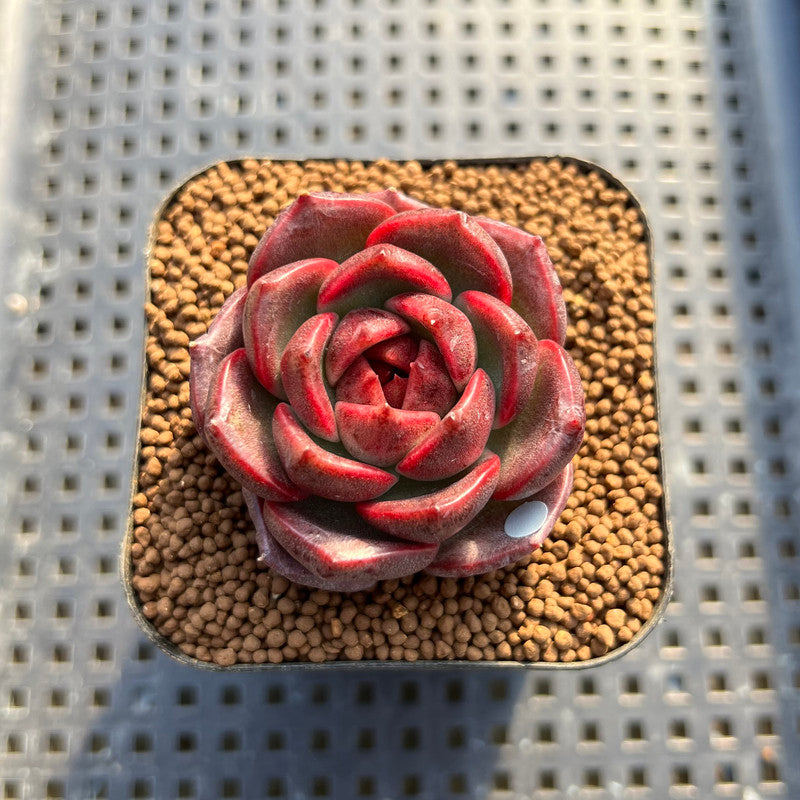 Echeveria 'Espero' 2" New Hybrid Succulent Plant Cutting