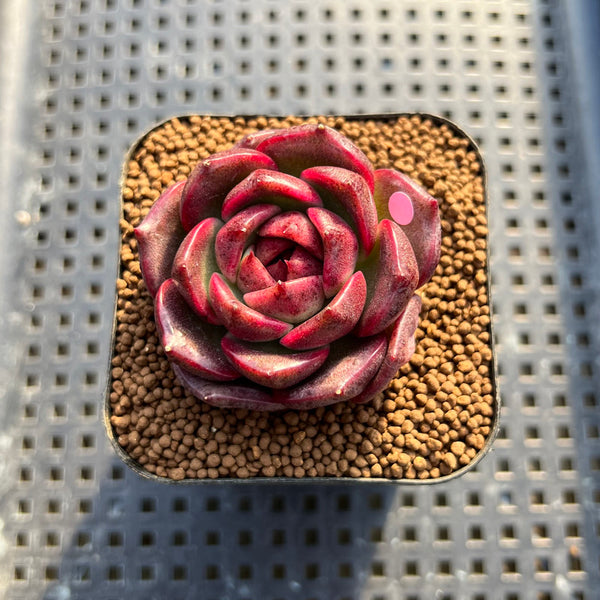 Echeveria 'Espero' 2" New Hybrid Succulent Plant Cutting