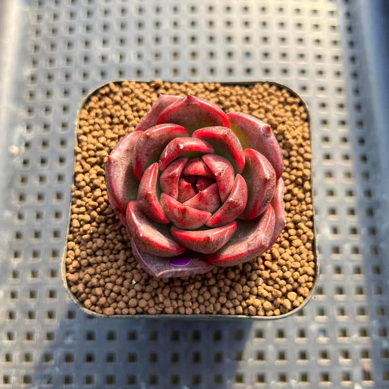 Echeveria 'Espero' 2" New Hybrid Succulent Plant Cutting