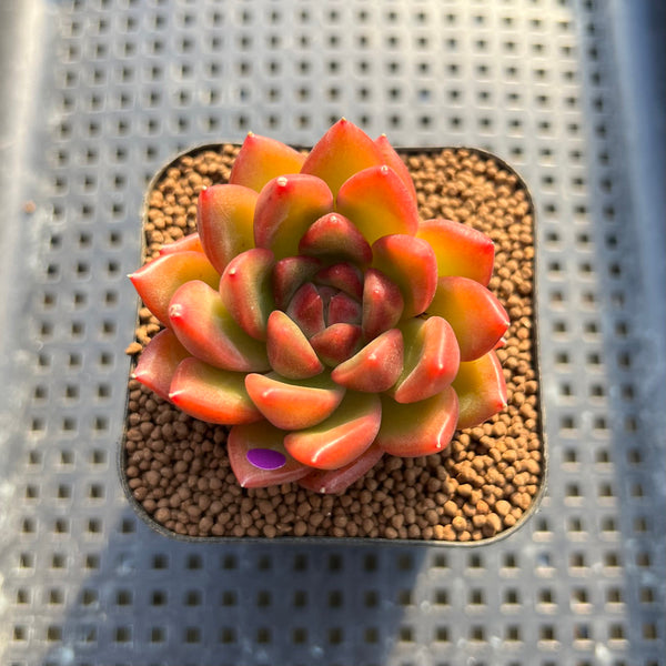 Pachyphytum 'Neon Beauty' 2" Succulent Plant Cutting