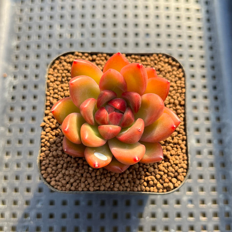 Pachyphytum 'Neon Beauty' 2" Succulent Plant Cutting