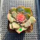 Echeveria 'Jelly Pop' 2" New Hybrid Succulent Plant Cutting