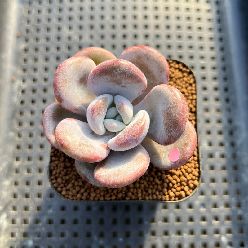 Graptoveria 'Lalla' 2" Succulent Plant Cutting