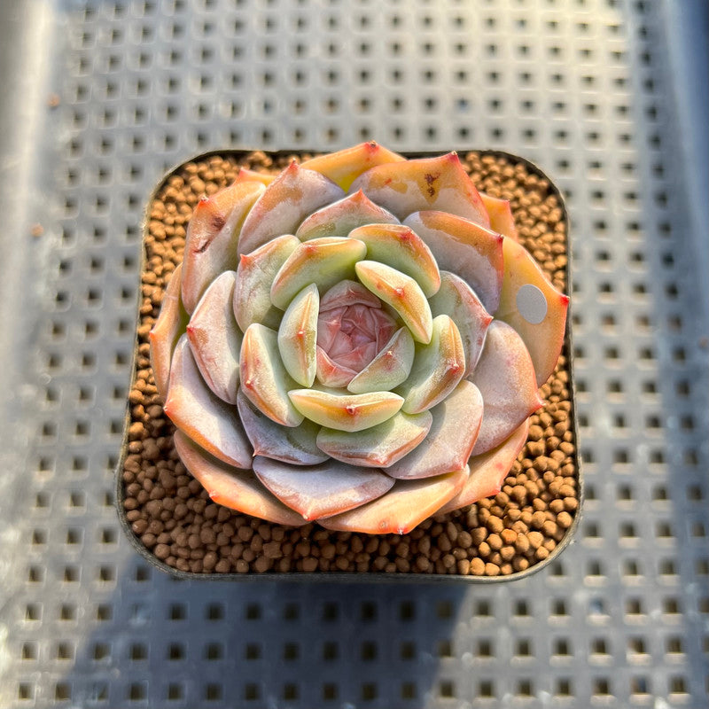 Echeveria 'Pink Barbie' Jelly Type (핑크바비) 2" Succulent Plant Cutting