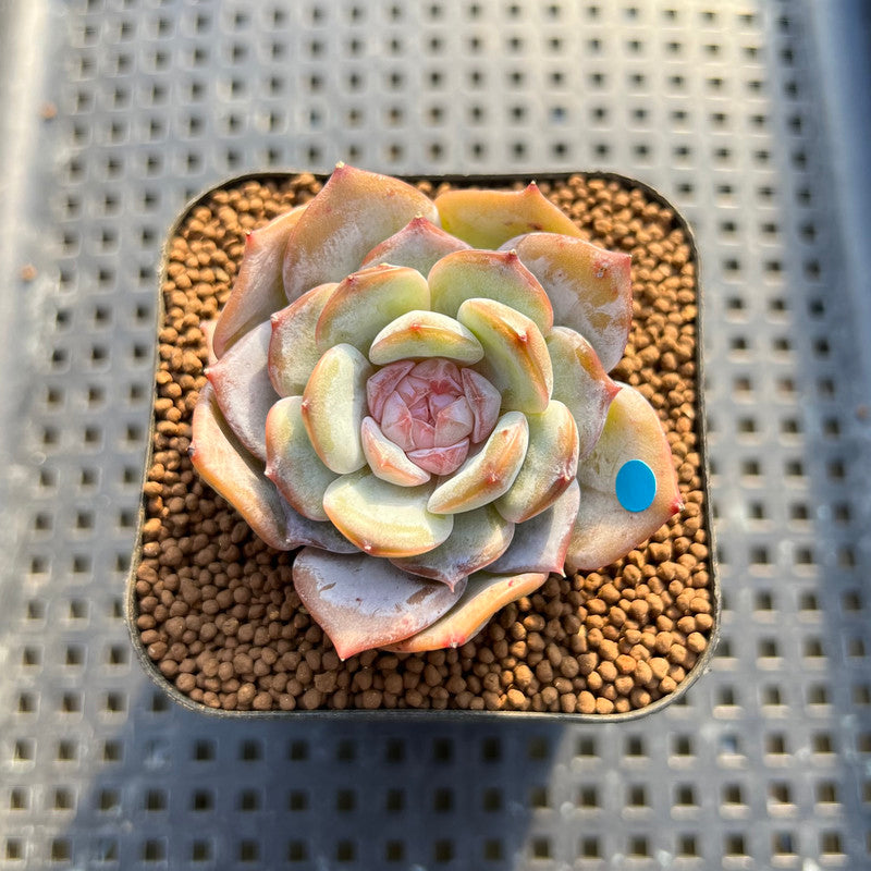 Echeveria 'Pink Barbie' Jelly Type (핑크바비) 2" Succulent Plant Cutting