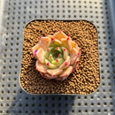 Echeveria 'Pink Sarahime' 1" Succulent Plant Cutting