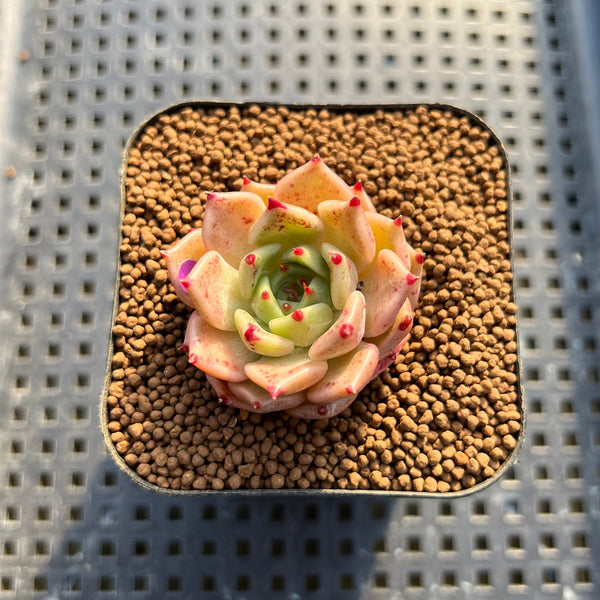 Echeveria 'Pink Sarahime' 1" Succulent Plant Cutting