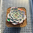 Echeveria 'Milk Kiss' 2" New Hybrid Succulent Plant Cutting