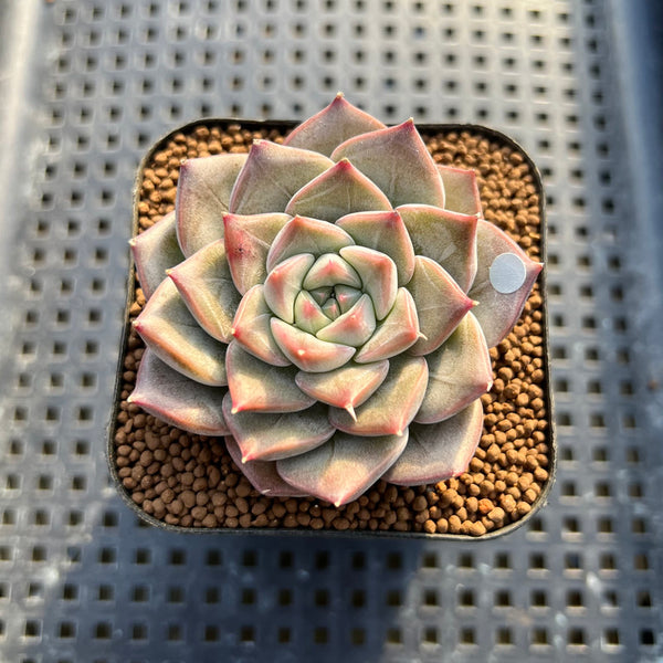 Echeveria 'Cheering' 2" New Hybrid Succulent Plant Cutting