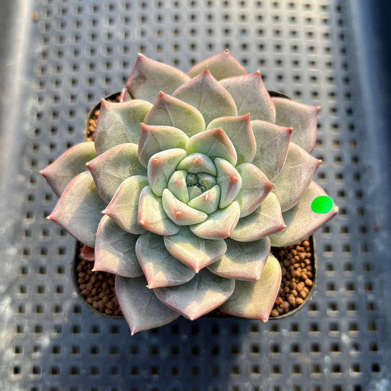 Echeveria 'Cheering' 2" New Hybrid Succulent Plant Cutting