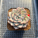 Echeveria 'Cheering' 2" New Hybrid Succulent Plant Cutting