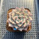 Echeveria 'Cheering' 2" New Hybrid Succulent Plant Cutting