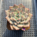 Echeveria 'Cheering' 2" New Hybrid Succulent Plant Cutting