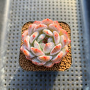 Echeveria 'Orange Monroe' 2" Succulent Plant Cutting