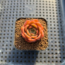 Echeveria 'Cartier' 1" Succulent Plant Cutting