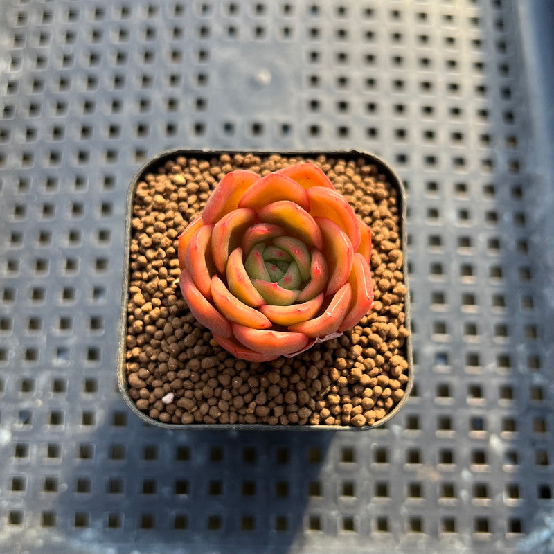 Echeveria 'Cartier' 1" Succulent Plant Cutting