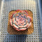 Echeveria 'Unipink' 2" New Hybrid Succulent Plant Cutting