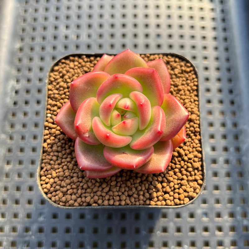 Echeveria 'Chanel' 2" Succulent Plant Cutting