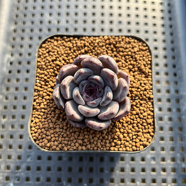 Echeveria 'Black Pearl' 2" Succulent Plant Cutting