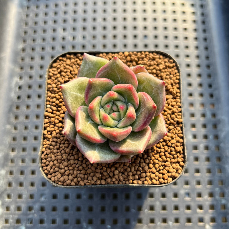 Echeveria 'Sneddy' 2" Succulent Plant Cutting