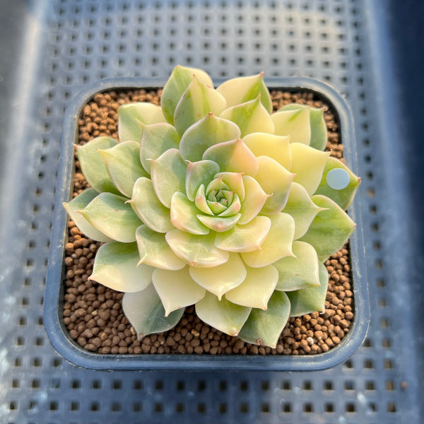 Echeveria Halbingeri Variegated 1"-2" Succulent Plant Cutting