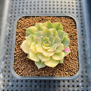 Echeveria Halbingeri Variegated 1"-2" Succulent Plant Cutting