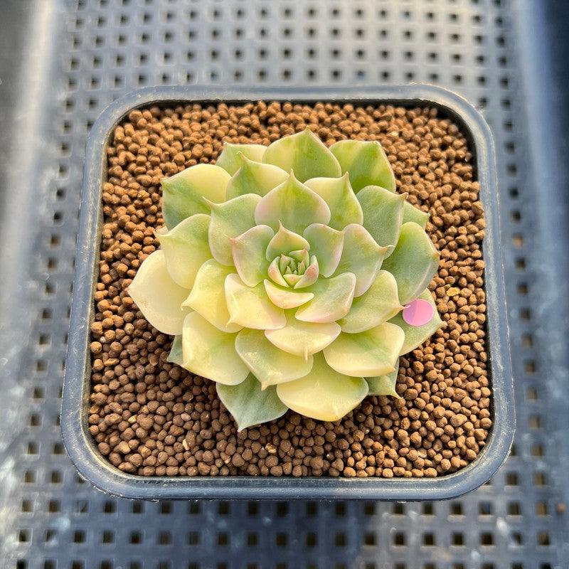 Echeveria Halbingeri Variegated 1"-2" Succulent Plant Cutting