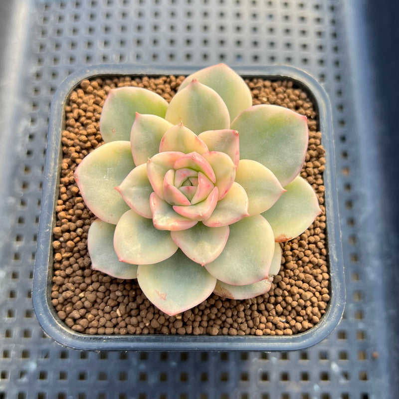 Sedeveria 'Rolly' Variegated 2" Succulent Plant Cutting