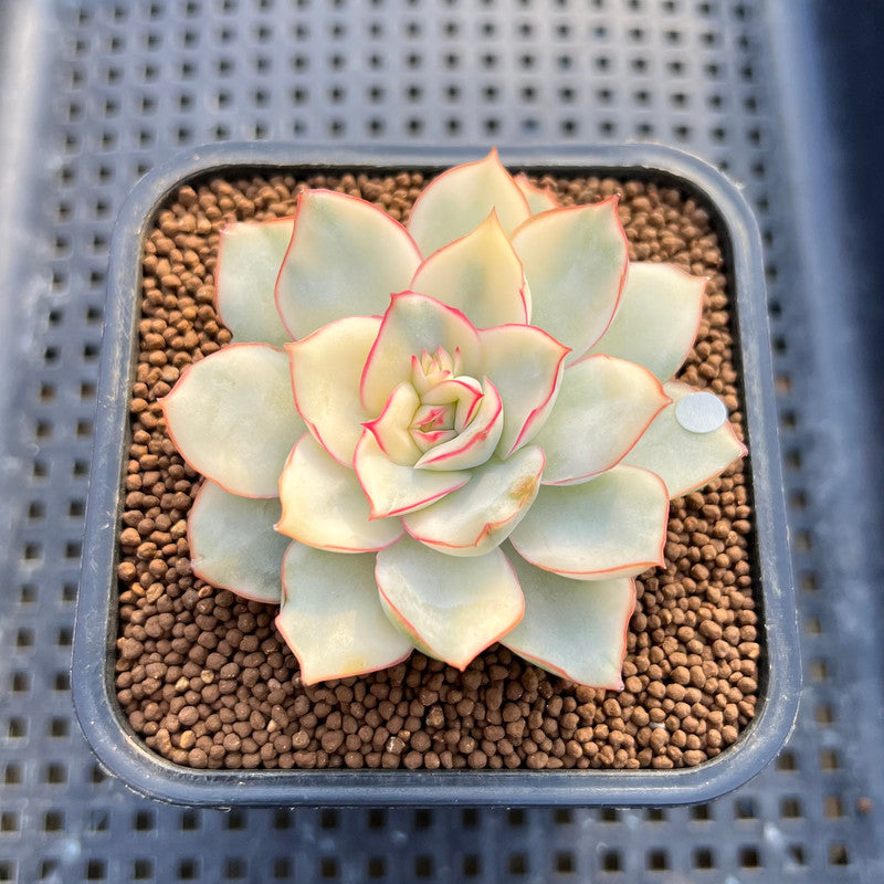 Echeveria 'Esther' Variegated 2" Succulent Plant Cutting